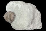 Wide, Enrolled Flexicalymene Trilobite In Shale - Ohio #67979-3